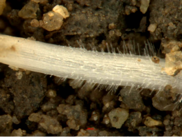 植物根系生长监测系统（TB）